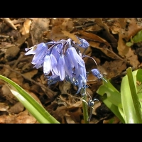 Hyacinthoides non-scripta (fam. Asparagacees) (3)